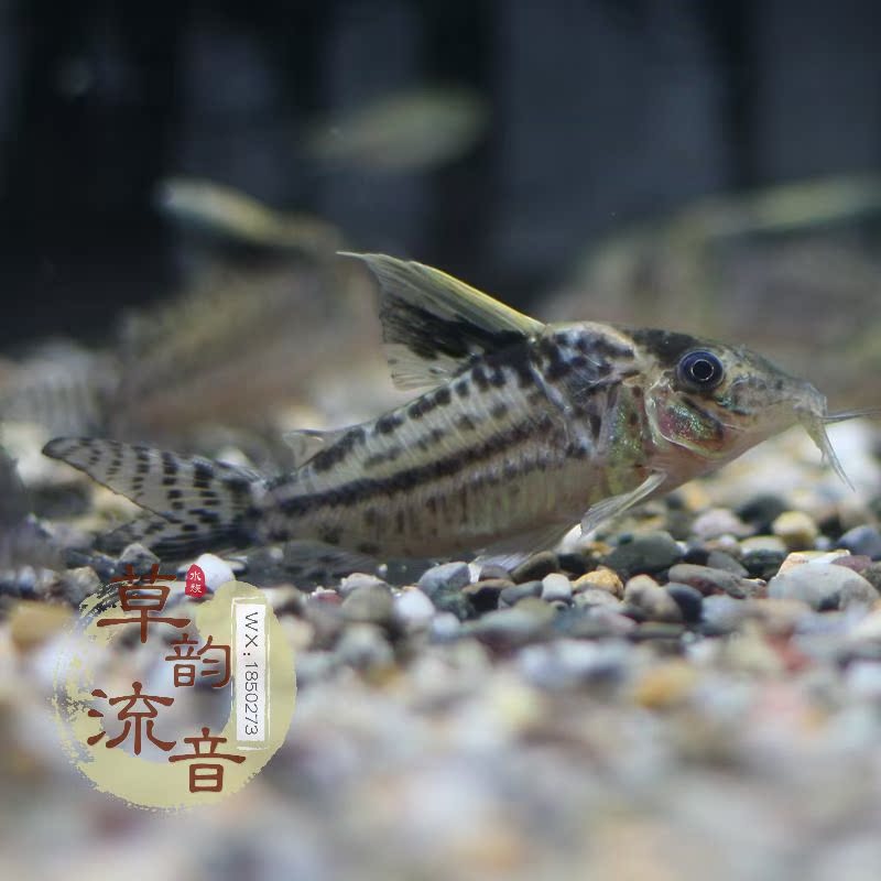 野生南美鼠鱼罗伯茨鼠热带鱼观赏鱼水族活体巨型罗伯斯鼠罗伯兹鼠|ruв категории животное/Животное питание и принадлежностей, аквариум мира, рыба - от Buy2taobao.com для оказания профессиональной услуги покупки агента Taobao