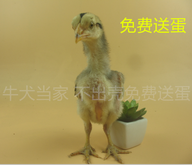 包邮】打斗鸡蛋斗鸡种蛋斗鸡受精蛋越南斗鸡鬼子斗鸡缅甸中原泰国在类目 宠物/宠物食品及用品, 其它宠物, 其它宠物中 - 来自Buy2taobao.com提供专业的淘宝代购服务