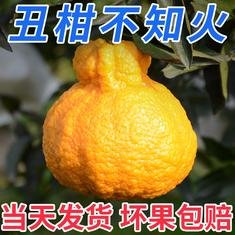 不知火丑八怪耙耙柑丑橘新鲜桔子橘子水果新鲜包邮5斤整箱丑柑|msdalam kategori daging perikanan/Buah-buahan segar dan sayur-sayuran/dimasak, buah-buahan segar, Oranges - dari Buy2taobao.com untuk memberikan perkhidmatan ejen Taobao profesional membeli