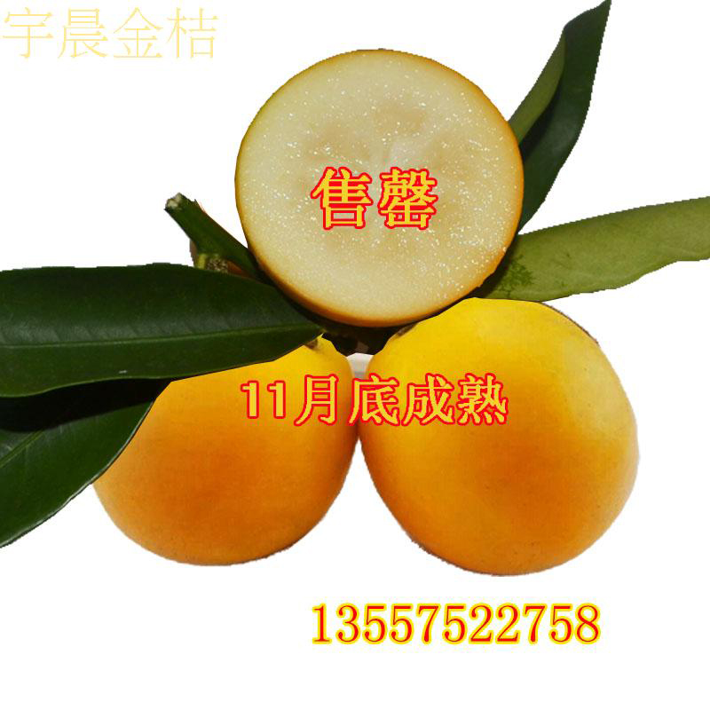 脆蜜广西特产融安金桔滑皮金桔金钱桔新鲜应季水果5斤装顺丰包邮在类目 水产肉类/新鲜蔬果/熟食, 新鲜水果, 桔子中 - 来自Buy2taobao.com提供专业的淘宝代购服务