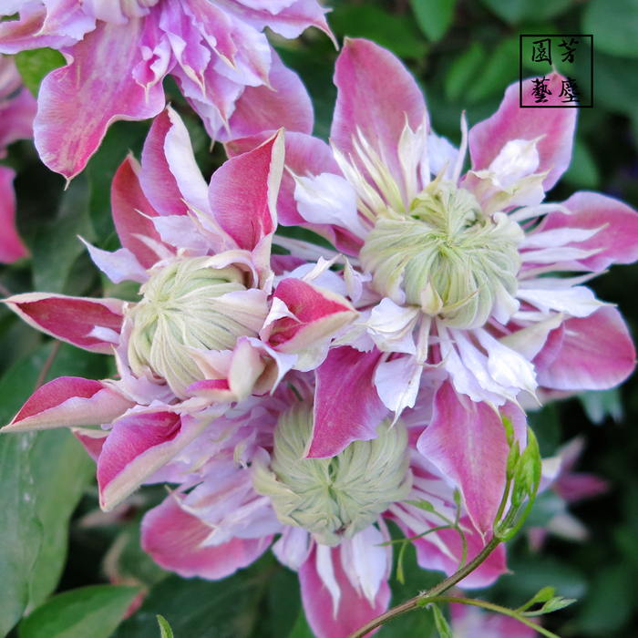 Clematis Josephine Dolan Edinburgh Blue light crystal fountain Kana Wa classic Breed 1 yearsin the Flower delivery/Flowers simulation/Plants gardening , Flowers/Potted plants (New) , Flowers category - from Buy2taobao.com to provide professional Taobao agent buy service