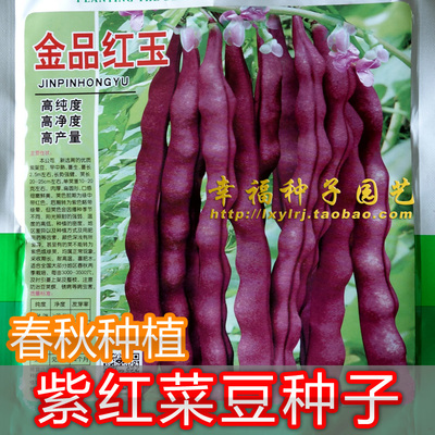【紫色四季豆种子】紫红菜豆种子玉豆豆角架豆种子春秋播金品红玉