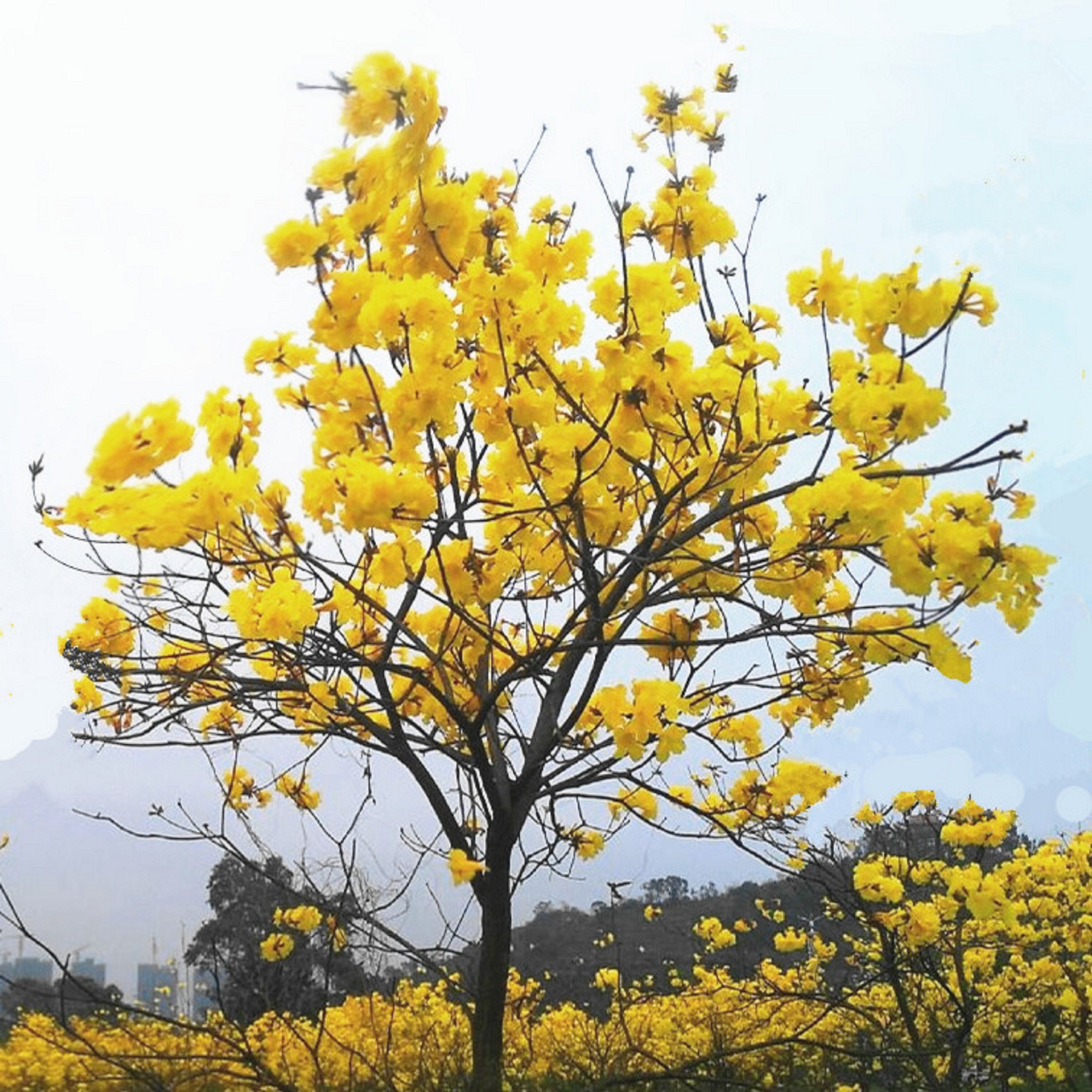 黄花风铃木苗/巴西国花在类目 鲜花速递/花卉仿真/绿植园艺, 花园植物/行道树/果树, 观叶 /花灌木中 - 来自Buy2taobao.com提供专业的淘宝代购服务