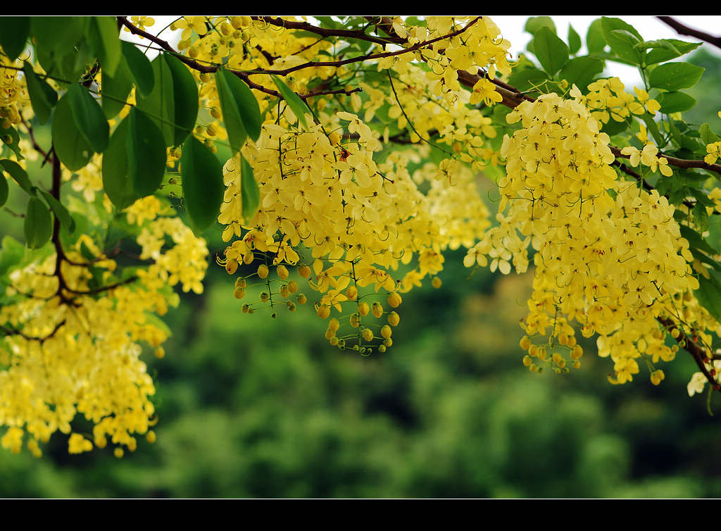 腊肠树、高级绿化树在类目 鲜花速递/花卉仿真/绿植园艺, 花园植物/行道树/果树, 观叶 /花灌木中 - 来自Buy2taobao.com提供专业的淘宝代购服务