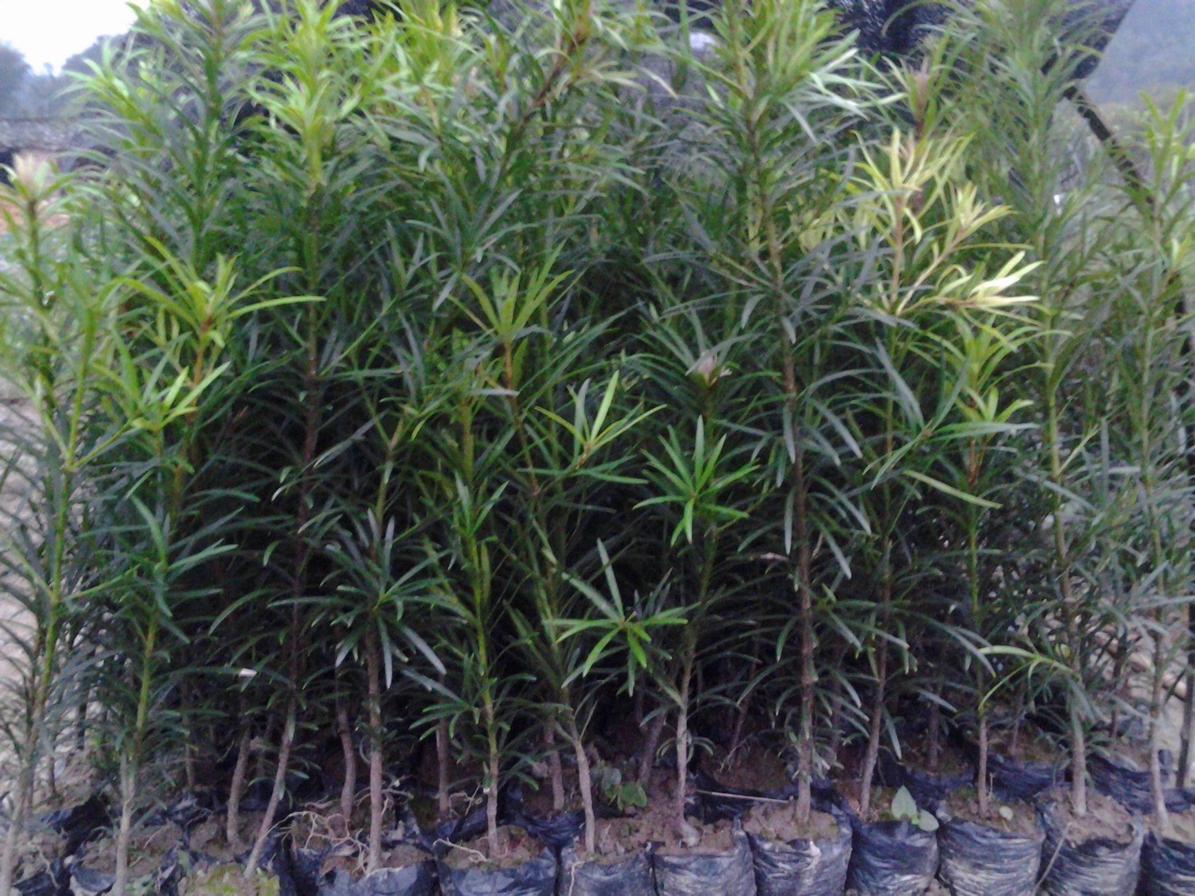 罗汉松苗/本地(雀舌)罗汉松苗在类目 鲜花速递/花卉仿真/绿植园艺, 花园植物/行道树/果树, 观叶 /花灌木中 - 来自Buy2taobao.com提供专业的淘宝代购服务