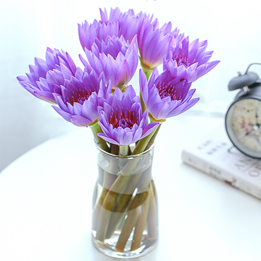 Yunnan Kunming Base Straight hair Pink violet Nine Perfume Water Lilies flower household 10 Zhizhen Flower Bouquet Waterin the Flower delivery/Flowers simulation/Plants gardening , Flower delivery(City) category - from Buy2taobao.com to provide professional Taobao agent buy service