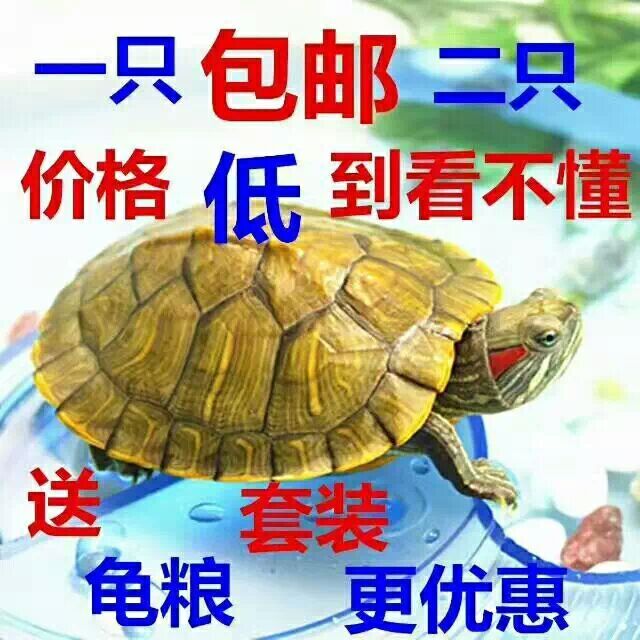 Big turtle living thing Red-eared Small pets Red-eared turtles lovers Lucky Turtle Large Town house Onein the Pet/Pet food and supplies , Aqua World , Turtle/Turtle category - from Buy2taobao.com to provide professional Taobao agent buy service