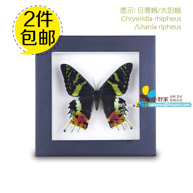 小野家020成品展翅太阳蛾日落蛾标本相框摆件精品礼品家居饰品|ruв категории Домашний быт, рамка/рамка - от Buy2taobao.com для оказания профессиональной услуги покупки агента Taobao