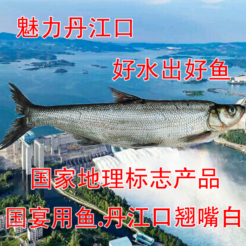 丹江口翹嘴白野生鮮活白魚大白刁新鮮刁子魚魚幹翹嘴鲌白野魚500g在類目 水產肉類/新鮮蔬果/熟食, 海鮮/水產品/製品, 淡水魚類中 - 來自Buy2taobao.com提供專業的淘寶代購服務