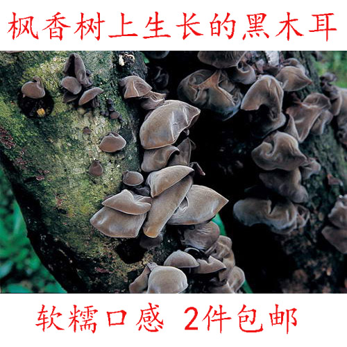 九华山特产 椴木黑木耳 枫香树黑木耳秋耳软糯口感 原生态2件包邮在类目 粮油米面/南北干货/调味品, 南北干货/肉类干货, 干货/土特产, 黑木耳中 - 来自Buy2taobao.com提供专业的淘宝代购服务