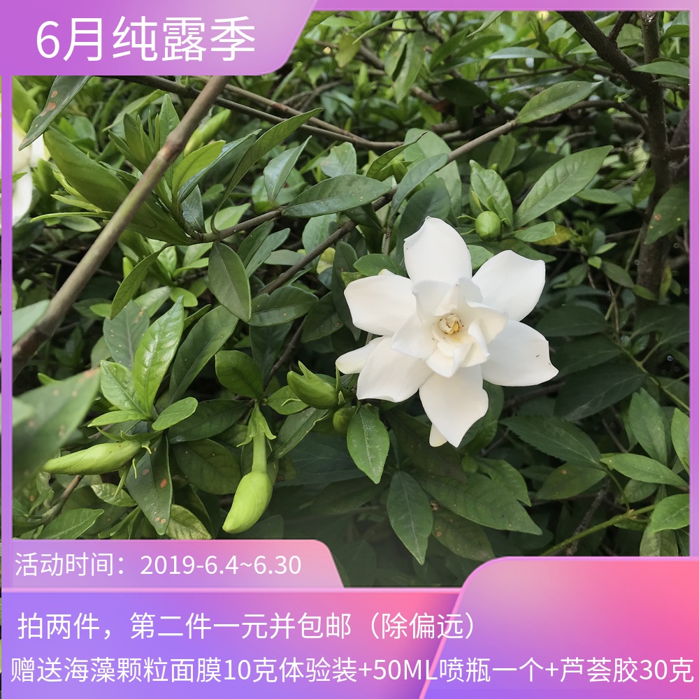 栀子花純露250ML 清熱補水 通透亮白 重口熬夜 抗豆在類目 美容護膚/美體/精油, 精油芳療, 純露/花水中 - 來自Buy2taobao.com提供專業的淘寶代購服務