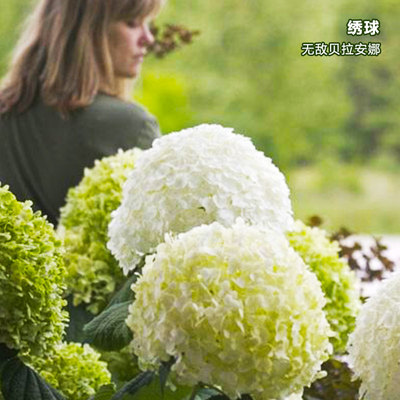 天狼月季乔木绣球花无敌贝拉安娜花园庭院观花植物阳台盆栽八仙花