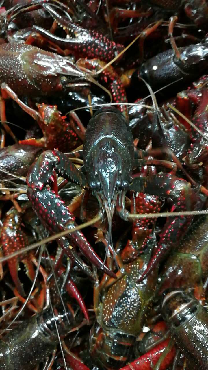 Harbin Fresh Crayfish Harbin That day Shipment 1 Over 5 poundsin the Aquatic meat/Fresh fruits and vegetables/Cooked , Seafood/Aquatic/Product , Shrimp , Huoxia category - from Buy2taobao.com to provide professional Taobao agent buy service