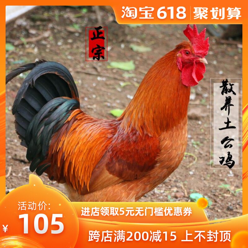 正宗農家散養土公雞 公雞 雞肉 土雞 辣子雞 老公雞在類目 水產肉類/新鮮蔬果/熟食, 生肉/肉製品, 雞肉類, 生雞肉中 - 來自Buy2taobao.com提供專業的淘寶代購服務