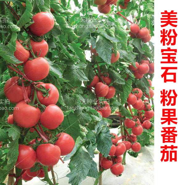 Original import tomato gemstone Tomato seeds Imported Tomato seeds Cold-resistant low lightin the Flower delivery/Flowers simulation/Plants gardening , Flowers/Fruits and vegetables/Lawn seed (New) , Home & Garden Seeds category - from Buy2taobao.com to provide professional Taobao agent buy service