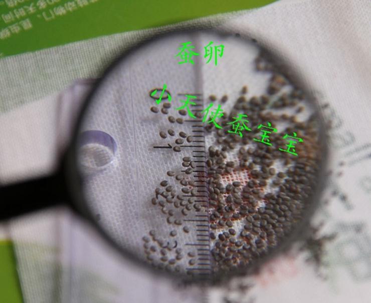 学生蚕宝宝卵今年蚕种蚕卵蚕蛋蚕子 白蚕白茧蚕大好养 买1送3|ruв категории животное/Животное питание и принадлежностей, рептилии/насекомых и принадлежностей, 蚕宝宝 - от Buy2taobao.com для оказания профессиональной услуги покупки агента Taobao