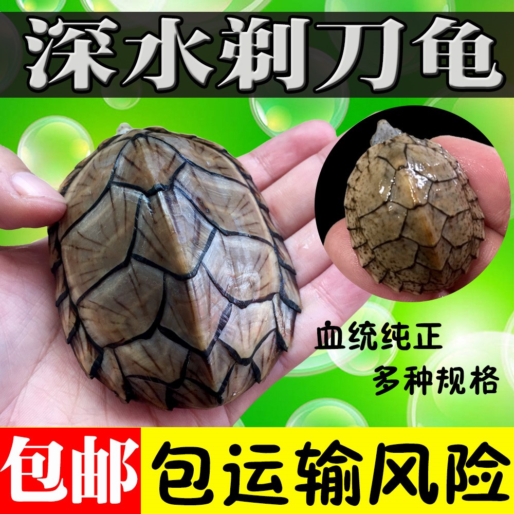 剃刀龟头苗 龟苗 麝香龟 屋顶 活体深水龟 宠物观赏龟在类目 宠物/宠物食品及用品, 水族世界, 龟/鳖中 - 来自Buy2taobao.com提供专业的淘宝代购服务