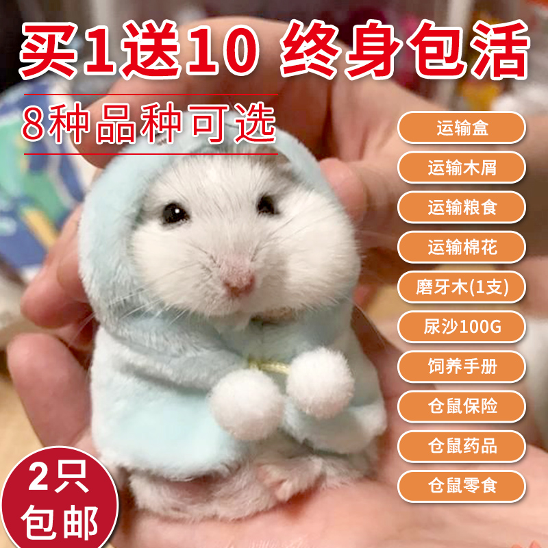 2只包邮仓鼠活体宠物布丁银狐紫仓三线公公婆婆小宠健康包活在类目 宠物/宠物食品及用品, 仓鼠类及其它小宠, 仓鼠中 - 来自Buy2taobao.com提供专业的淘宝代购服务