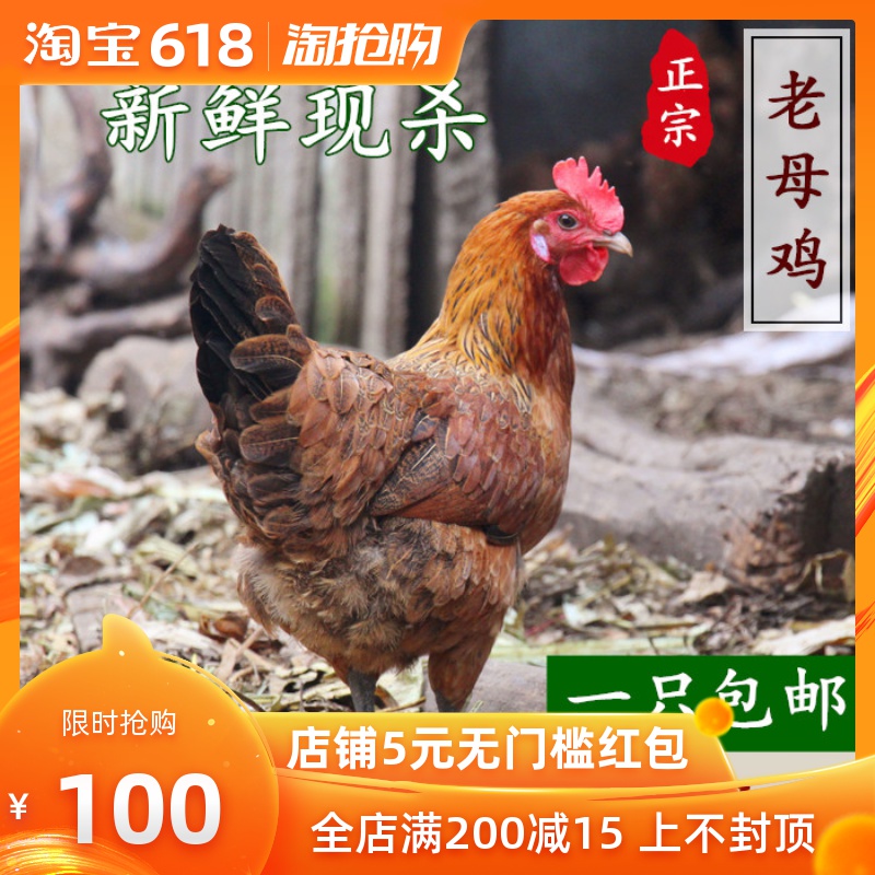 Orthodox school Farm Backyard Free range chicken Old hens in the mountains Old chicken Chaiji Chicken Chickens 3 years Hen freshin the Aquatic meat/Fresh fruits and vegetables/Cooked , Raw meat/Meat , Chicken , Whole chicken category - from Buy2taobao.com to provide professional Taobao agent buy service