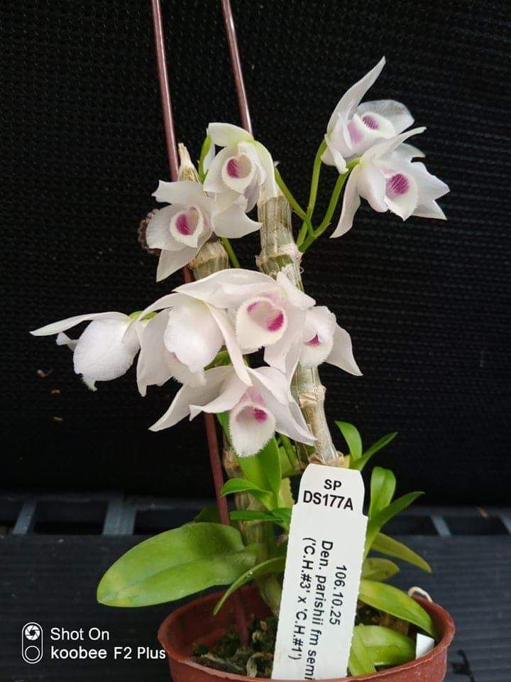 番茄雅韵堂Den. parishii semi-alba‘DS177’粉心麝香石斛兰花|ruв категории доставка цветов/цветок моделирования/растения садоводства, цветок/растения в горшках (новый), цветок - от Buy2taobao.com для оказания профессиональной услуги покупки агента Taobao