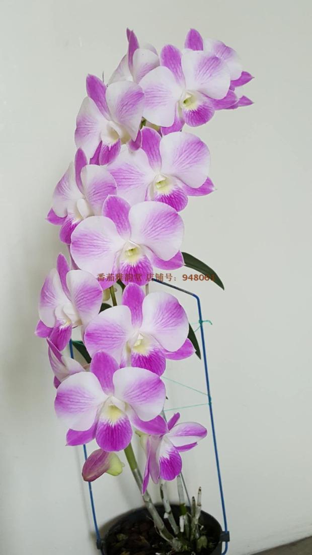 番茄雅韻堂Den.Dianbao Butterfly‘蝴蝶’石斛蘭花洋蘭多花石斛在類目 鮮花速遞/花卉仿真/綠植園藝, 花卉/綠植盆栽(新), 花卉中 - 來自Buy2taobao.com提供專業的淘寶代購服務