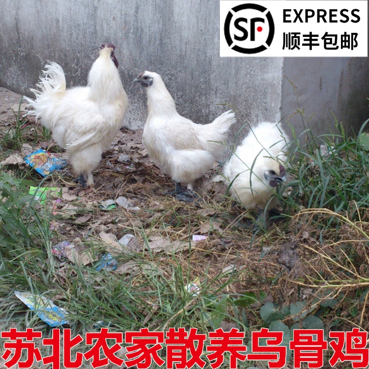Orthodox school Jiangsu Farm Little Backyard White Feather Wuji Silky fresh Caowu Chickenin the Aquatic meat/Fresh fruits and vegetables/Cooked , Raw meat/Meat , Chicken , Raw chicken category - from Buy2taobao.com to provide professional Taobao agent buy service
