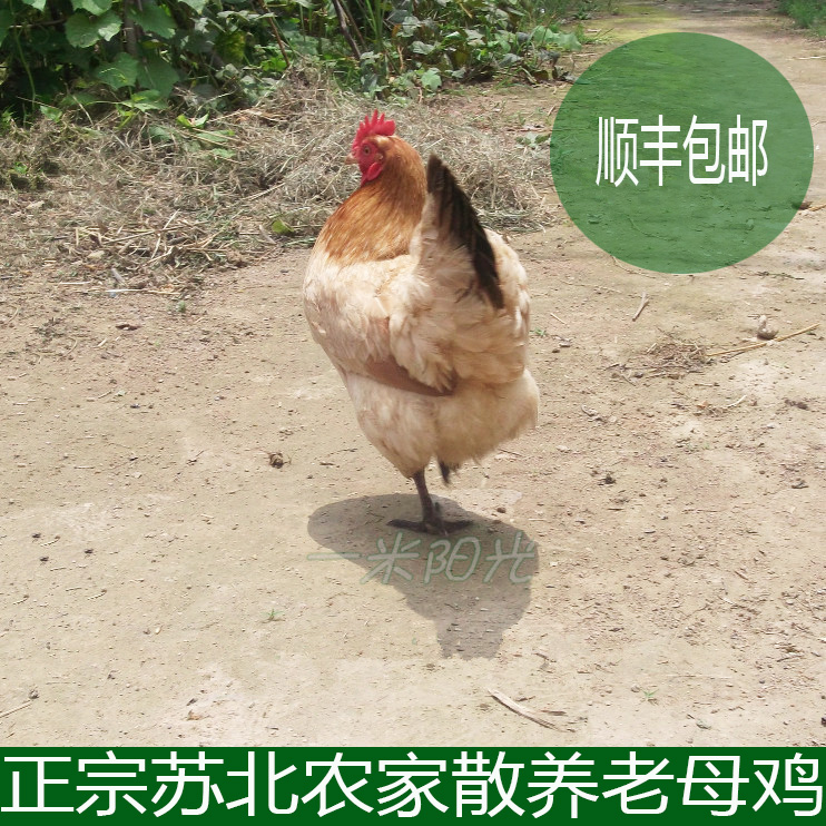 正宗土鸡 老母鸡农家散养月子鸡草鸡少量自养走地鸡 现杀新鲜鸡肉|msdalam kategori daging perikanan/Buah-buahan segar dan sayur-sayuran/dimasak, daging mentah/daging, ayam, ayam mentah - dari Buy2taobao.com untuk memberikan perkhidmatan ejen Taobao profesional membeli