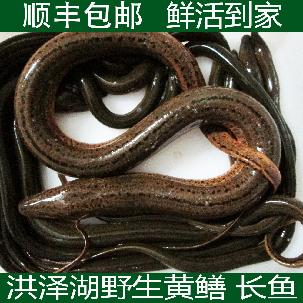 正宗洪泽湖野黄鳝 野长鱼 鳝鱼丝活杀速冻透发货江浙沪皖可发鲜活|msdalam kategori daging perikanan/Buah-buahan segar dan sayur-sayuran/dimasak, makanan laut/produk akuatik/produk, ikan air tawar - dari Buy2taobao.com untuk memberikan perkhidmatan ejen Taobao profesional membeli