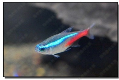 红绿灯中灯(热带鱼观赏鱼大型鱼缸水族用品)活体在类目 宠物/宠物食品及用品, 水族世界, 鱼中 - 来自Buy2taobao.com提供专业的淘宝代购服务