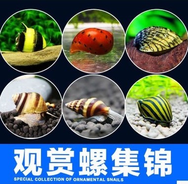 苹果螺丝生态热带鱼鱼缸水族箱食藻螺草缸除藻螺观赏宠物螺|ruв категории животное/Животное питание и принадлежностей, аквариум мира, аквариум аквариум оборудования и т.д., аквариум/аквариум - от Buy2taobao.com для оказания профессиональной услуги покупки агента Taobao