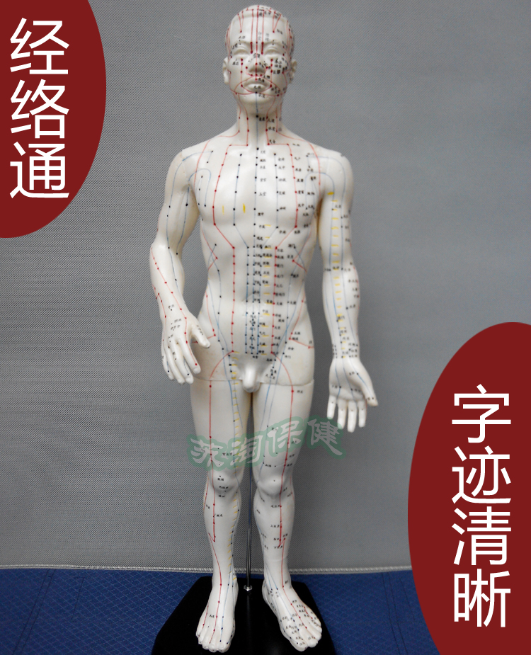 Shanghai Meridian Ultra-clear!Body points Model Meridian model/male 50cmin the Personal Care/Health/Massage equipment , Massage equipment , Other Massager category - from Buy2taobao.com to provide professional Taobao agent buy service