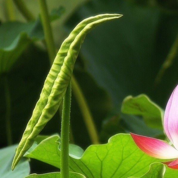 荷葉卷荷葉尖新生嫩蓮葉新鮮微山湖野菜特色蔬菜500克滿二斤包郵在類目 水產肉類/新鮮蔬果/熟食, 新鮮蔬菜/蔬菜製品, 新鮮蔬菜, 其它中 - 來自Buy2taobao.com提供專業的淘寶代購服務