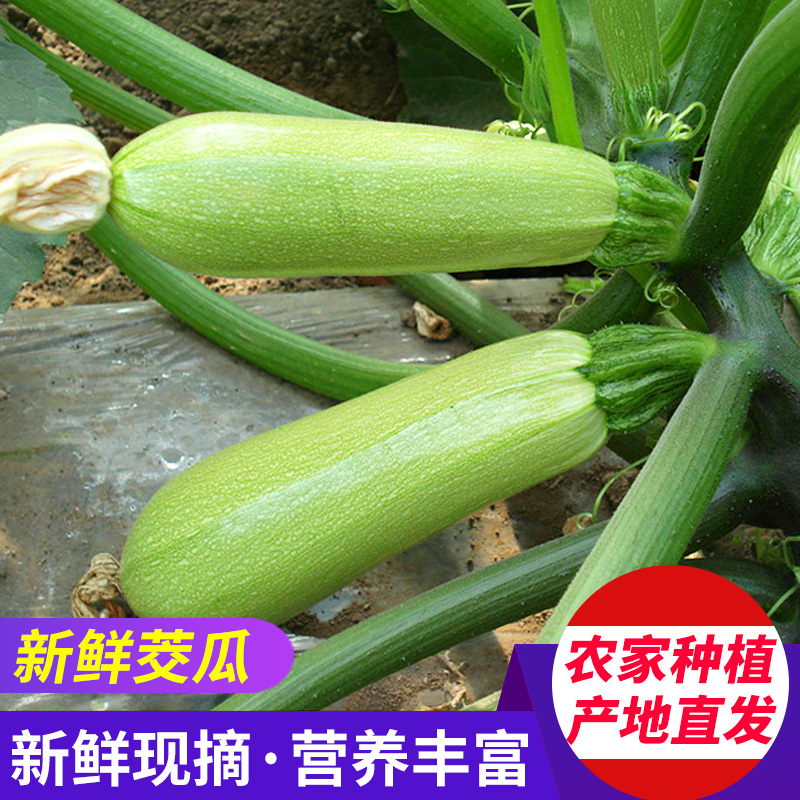 茭瓜 新鲜西葫芦白瓜角瓜山东特产绿色蔬菜4斤装农产品 顺丰包邮在类目 水产肉类/新鲜蔬果/熟食, 新鲜蔬菜/蔬菜制品, 新鲜蔬菜, 其它中 - 来自Buy2taobao.com提供专业的淘宝代购服务