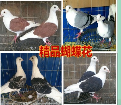 信鸽观赏鸽淑女元宝两头乌蝴蝶花秀两头红点子活体一对信鸽包邮