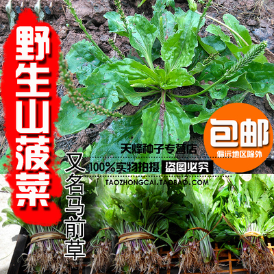 山菠菜种子车前草车轮菜车前子蔬菜食用野菜中药蔬菜春季四季阳台