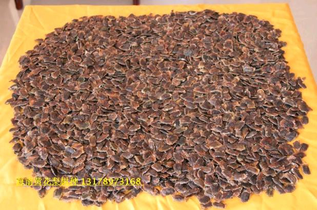 2019 Hainan Pear seed Pear seedlings Dalbergia Seedlings 1 pounds 80 Delivery in Yuanhainanin the Flower delivery/Flowers simulation/Plants gardening , Creative mini-plant category - from Buy2taobao.com to provide professional Taobao agent buy service