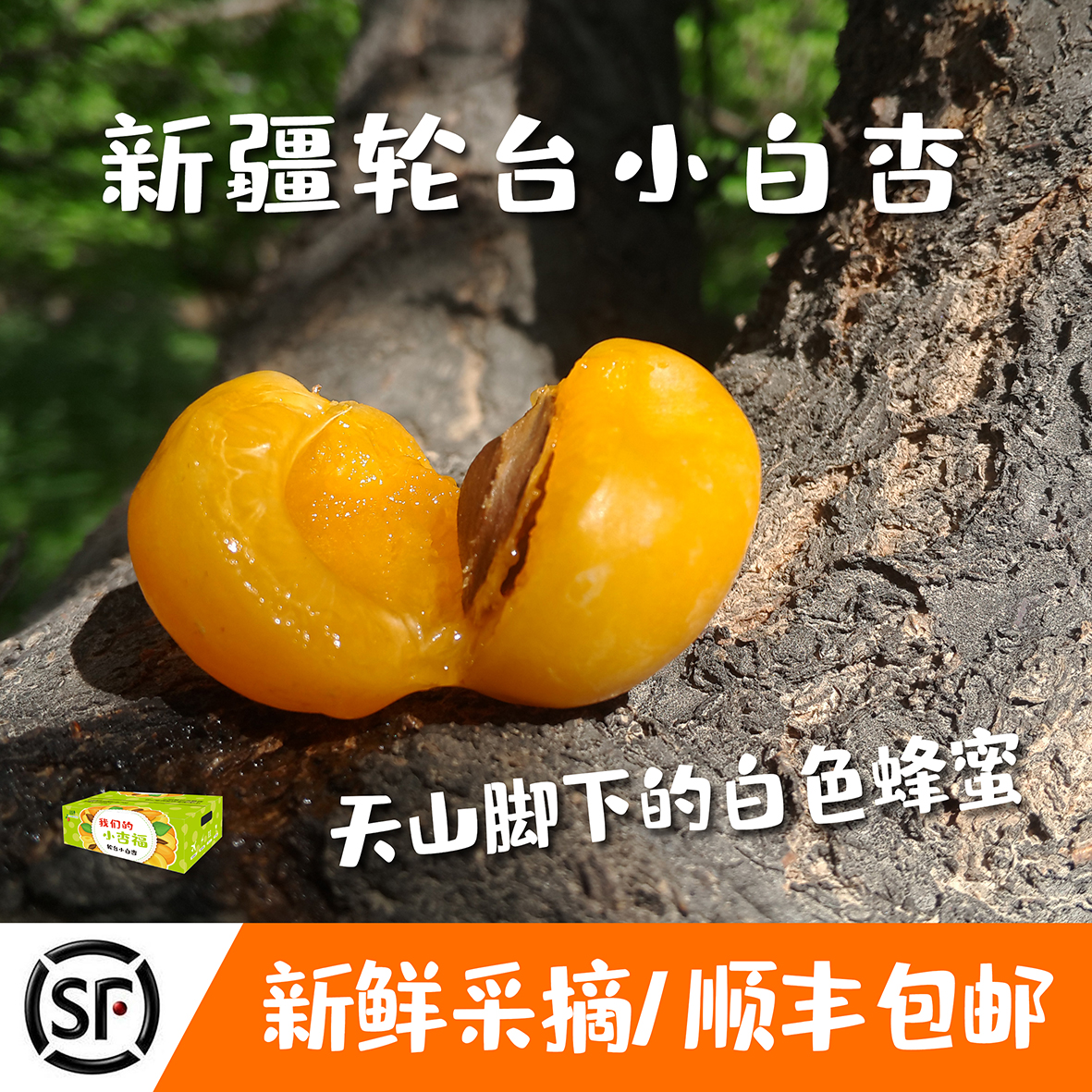 Xinjiang Small white apricot fresh Kuqa Small white apricot Fresh fruit Luntai Apricots fruit Xinjiang White Apricot 3.6-4 Jinin the Aquatic meat/Fresh fruits and vegetables/Cooked , Fresh fruit , Other category - from Buy2taobao.com to provide professional Taobao agent buy service