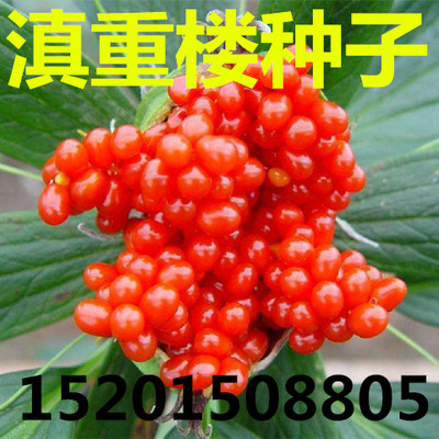 正宗云南新采重楼种子 滇重楼种子 多芽粉质七叶一枝花种子野生