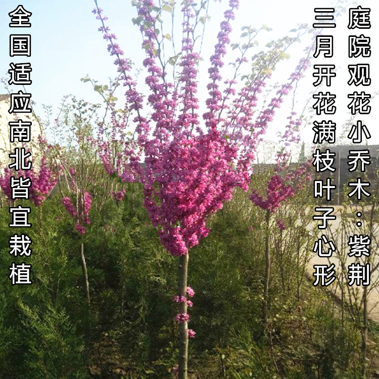 Bauhinia Sapling Then Bloom Cold-resistant Flowers South North courtyard Garden Bloom Botanyin the Flower delivery/Flowers simulation/Plants gardening , Garden Plants/Trees/Fruit tree, Trees/Arbor category - from Buy2taobao.com to provide professional Taobao agent buy service