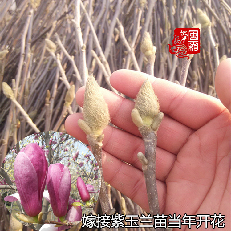 紫玉兰树苗嫁接庭院别墅地栽花木红玉兰花苗南方北方户外种植|msdalam kategori penghantaran bunga/bunga simulasi/tumbuhan berkebun, 花园植物/行道树/果树, 行道树/乔木 - dari Buy2taobao.com untuk memberikan perkhidmatan ejen Taobao profesional membeli