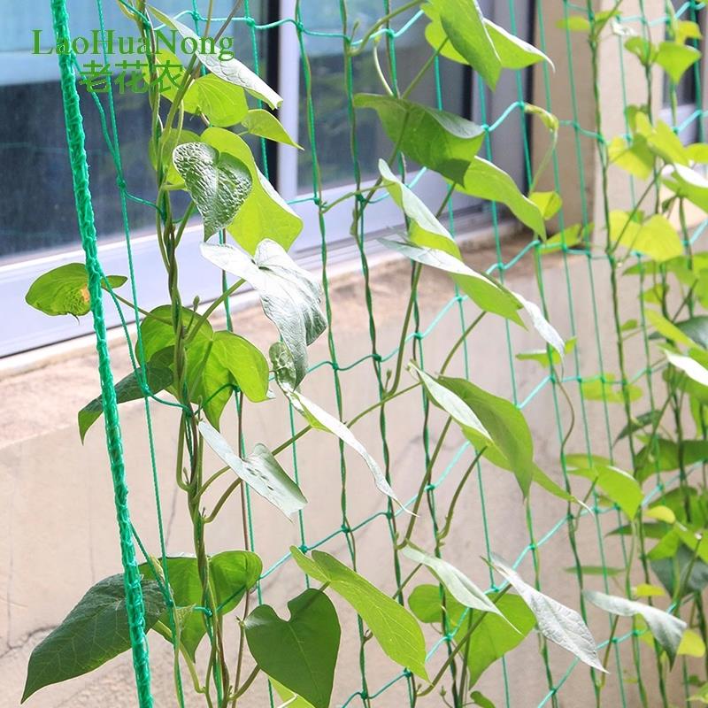 Climbing Pumpkin Climbing frame Garden Bold Solid Nylon mesh Vine Shelf rope Melon frame outdoors Flower trellisin the Flower delivery/Flowers simulation/Plants gardening , Gardening supplies , Other Garden Supplies category - from Buy2taobao.com to provide professional Taobao agent buy service