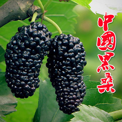 果樹苗 桑葚樹苗嫁接桑樹苗地栽盆栽桑葚苗南方北方種植當年結果在類目 鮮花速遞/花卉仿真/綠植園藝, 花園植物/行道樹/果樹, 果樹中 - 來自Buy2taobao.com提供專業的淘寶代購服務