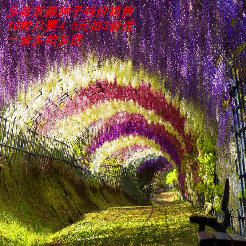 紫藤种子萝爬藤植物种子阳台庭院围墙攀援花卉种子紫藤树苗种子|msdalam kategori penghantaran bunga/bunga simulasi/tumbuhan berkebun, bunga/Buah-buahan dan sayur-sayuran/benih rumput (baru), benih rumah berkebun - dari Buy2taobao.com untuk memberikan perkhidmatan ejen Taobao profesional membeli