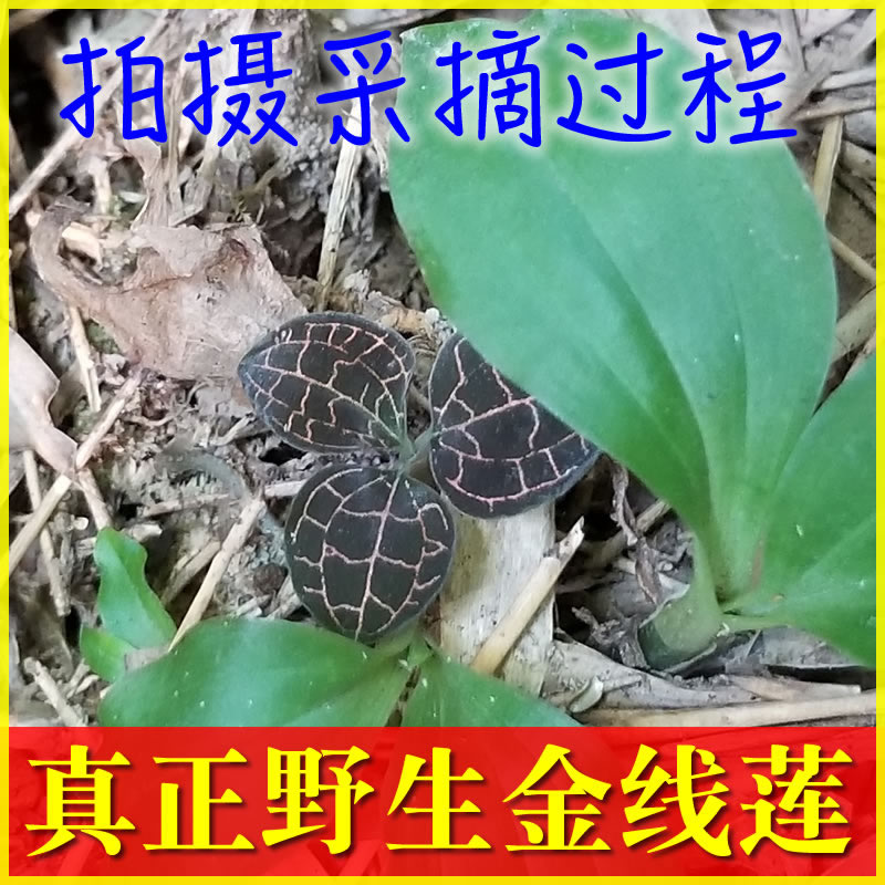 福建深山纯野生金线莲干品整株树林下养生茶泡茶炖汤50g包邮|ruв категории традиционные питательный пища, гомологический продовольствия, медикаментов и продовольствия, съедобные продукты других наркотиков - от Buy2taobao.com для оказания профессиональной услуги покупки агента Taobao