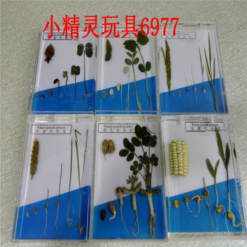 蒙氏教具中小学生科教学植物标本水稻大豆玉米小麦棉花生长史标本|msdalam kategori Toy/bayi/teka-teki/blok bangunan/model, Pembelajaran awal/mainan pintar, alat bantuan Early Learning/Kit Pembelajaran awal - dari Buy2taobao.com untuk memberikan perkhidmatan ejen Taobao profesional membeli