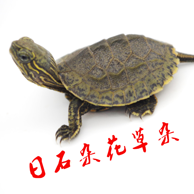 八戒姐姐日石杂花草杂龟苗活体日杂花草乌龟水龟宠物龟观赏龟全品在类目 宠物/宠物食品及用品, 水族世界, 龟/鳖中 - 来自Buy2taobao.com提供专业的淘宝代购服务