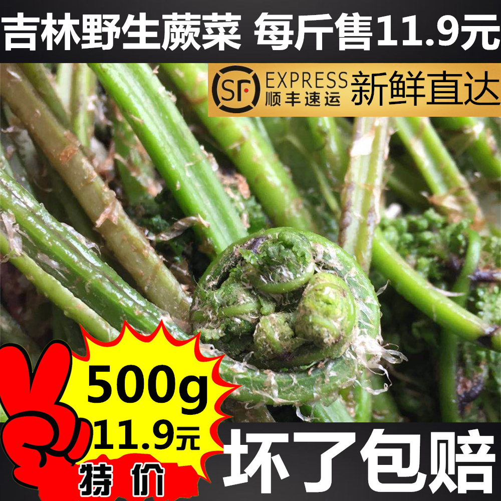Jilin wild Bracken Changbai Potherb fresh Bracken Monkey legs This year End Next year April 28 Picking numberin the Aquatic meat/Fresh fruits and vegetables/Cooked , Fresh vegetables/Vegetable products , Fresh vegetables , Other category - from Buy2taobao.com to provide professional Taobao agent buy service