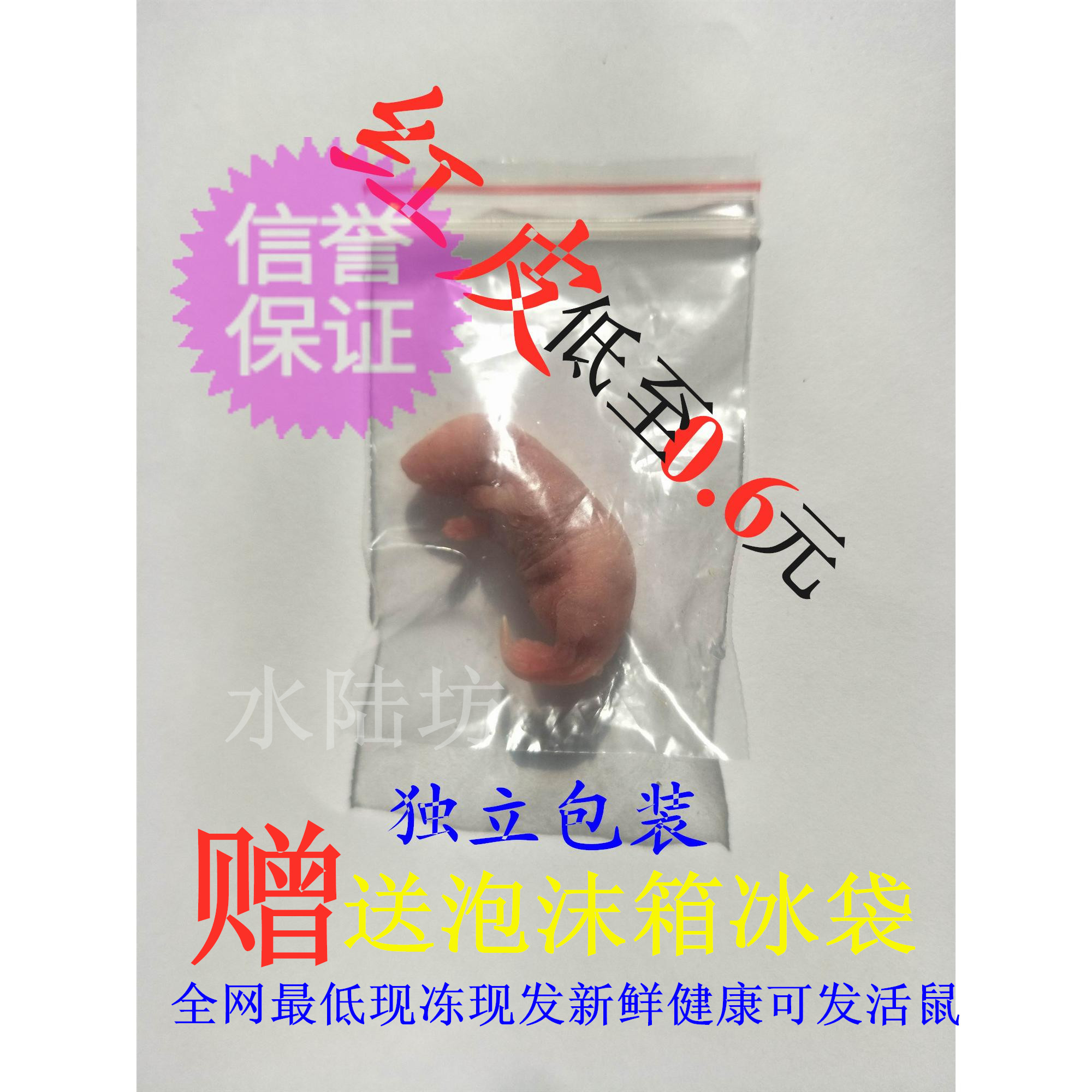 冰冻独立包装乳鼠红皮粉皮小白鼠繁殖组真空爬宠三吱泡酒活体饲料在类目 宠物/宠物食品及用品, 爬虫/鸣虫及其用品, 爬虫/鸣虫食物中 - 来自Buy2taobao.com提供专业的淘宝代购服务