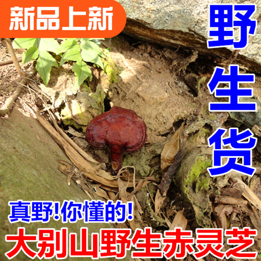 Ganoderma lucidum new goods Dabie Mountains wild Ganoderma Mount Holyoke Wild Lingzhi Ganoderma lucidum Farm 500g Non Changbai Mountainin the Traditional nourishing food , Ganoderma , Pruning Ganoderma category - from Buy2taobao.com to provide professional Taobao agent buy service