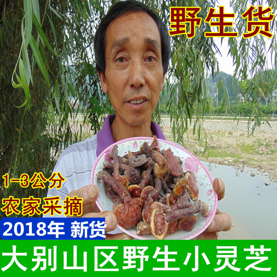 大别山区 野生灵芝 小灵芝 霍山赤芝 赤芝 林芝 新货500克包邮|msdalam kategori makanan berkhasiat tradisional, Ganoderma, Pemangkasan Ganoderma lucidum - dari Buy2taobao.com untuk memberikan perkhidmatan ejen Taobao profesional membeli
